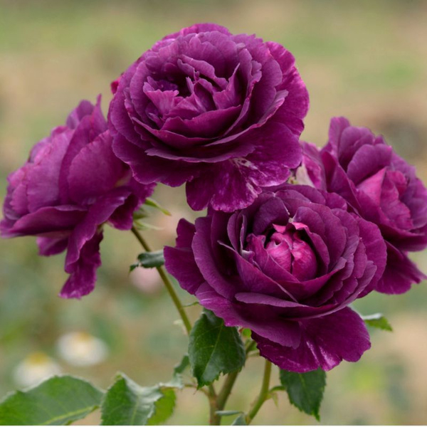 Роза Мистерьез