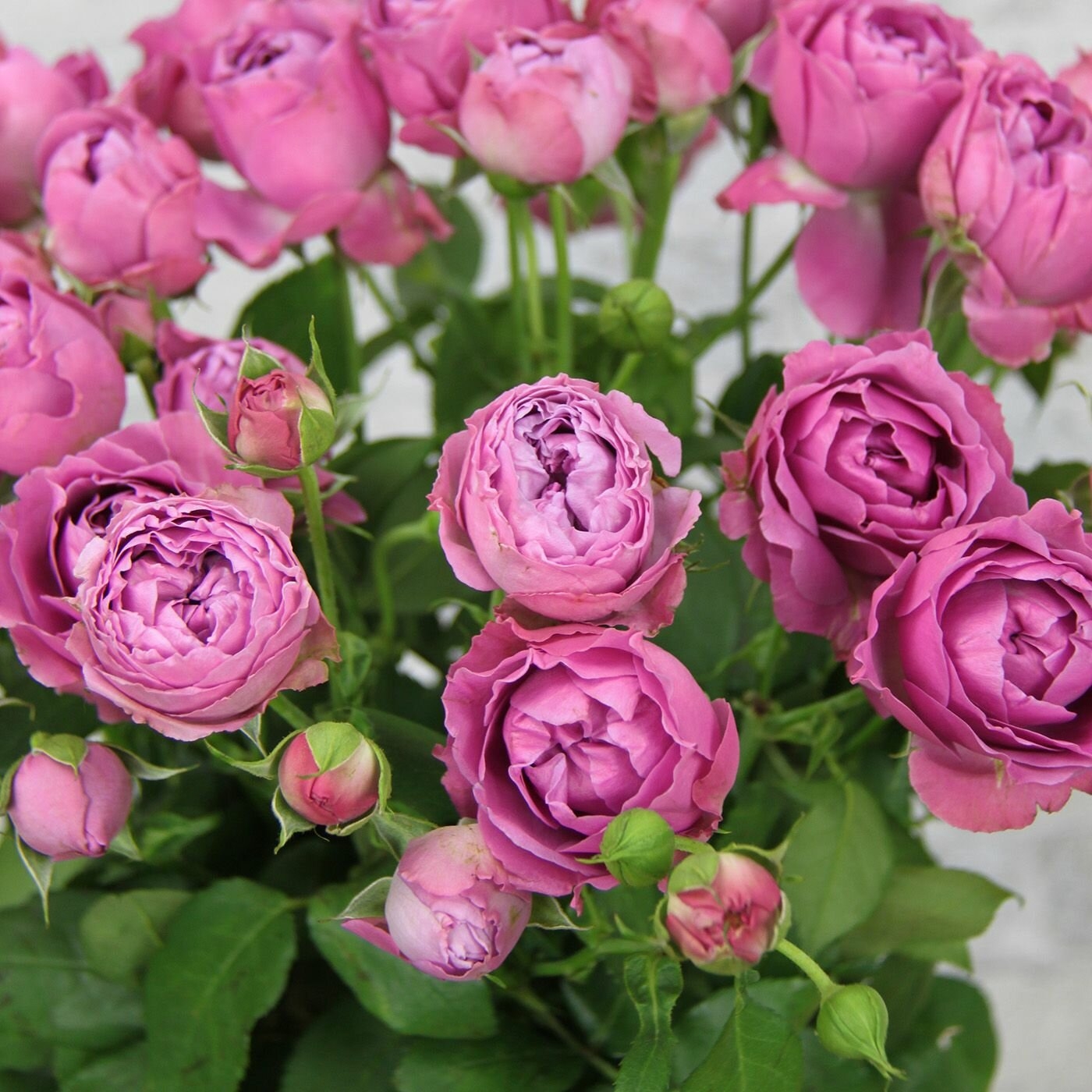 Роза Мисти Баблс 5