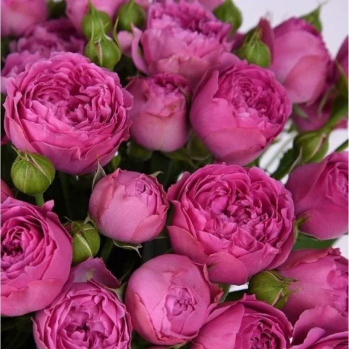 Роза Мисти Баблс