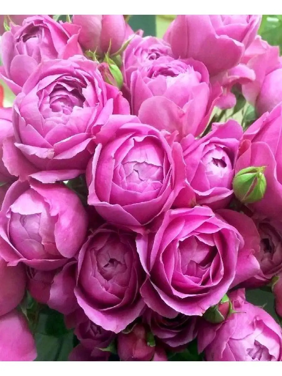 Роза Мисти Баблс 4