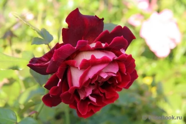 Роза Мистик Раффлс 3