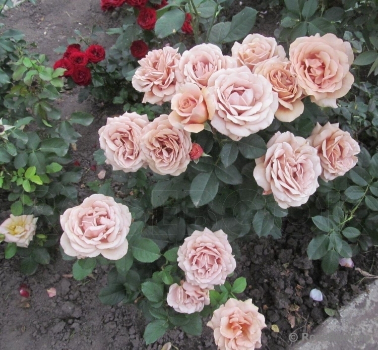 Роза Мокароза 2