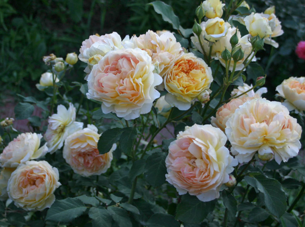 Роза Молинью 4