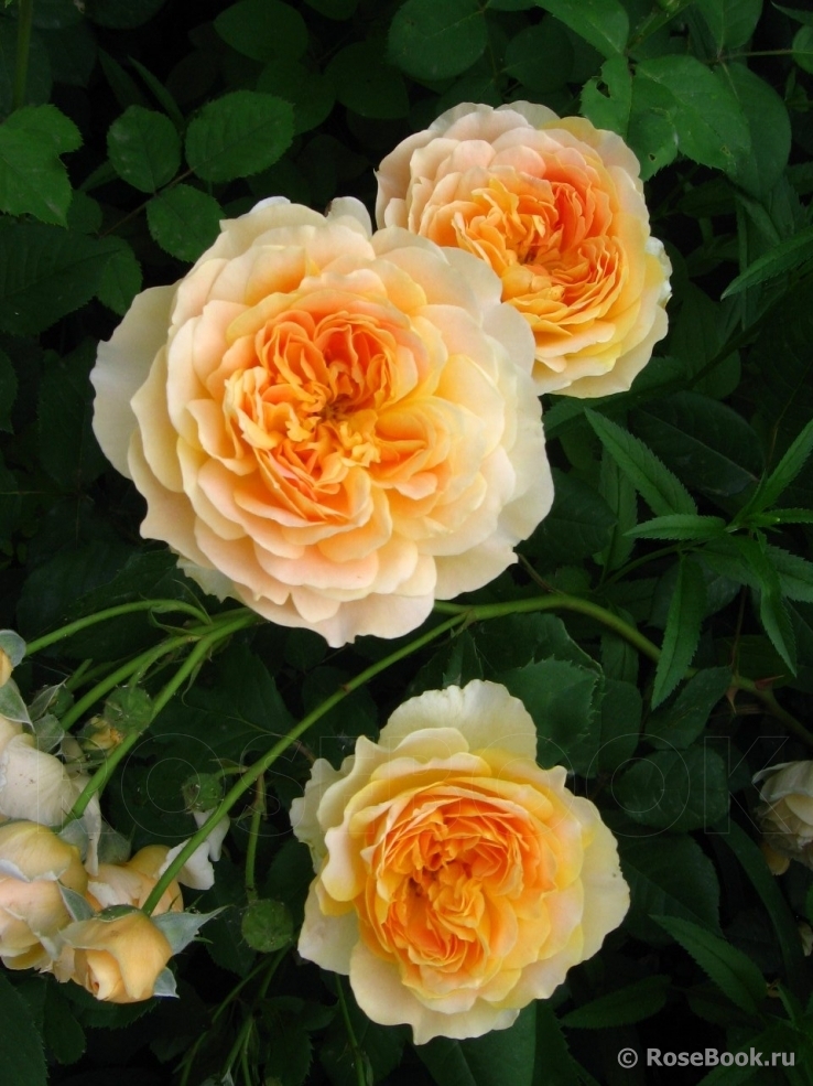 Роза Молинью 5