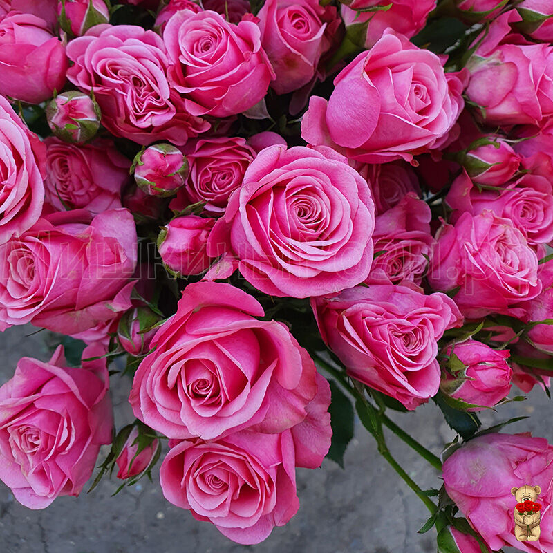 Роза Мон Амур 2