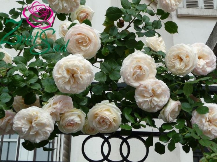 Роза Мон Жарден э Ма Мезон 2