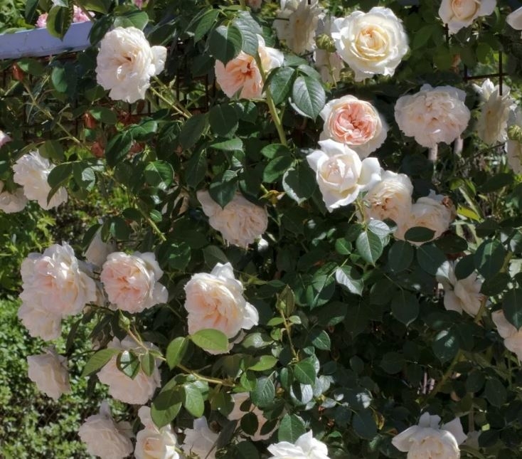 Роза Мон Жарден э Ма Мезон 3