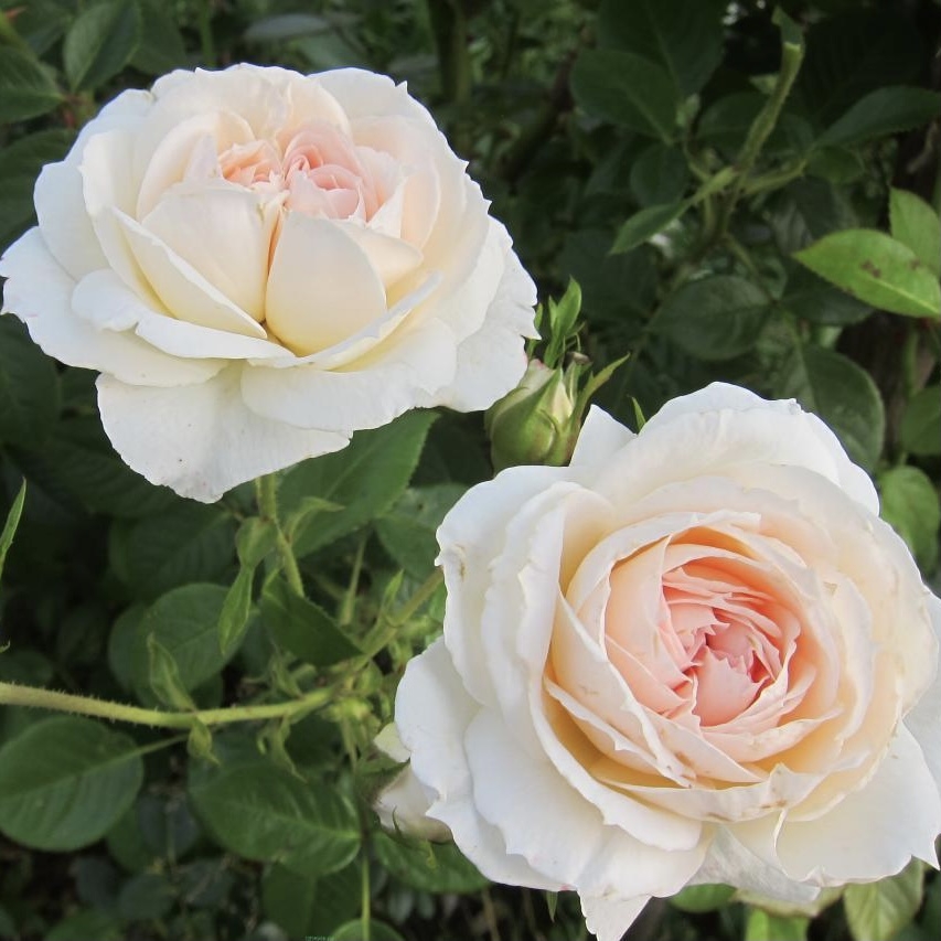 Роза Мон Жарден э Ма Мезон 4