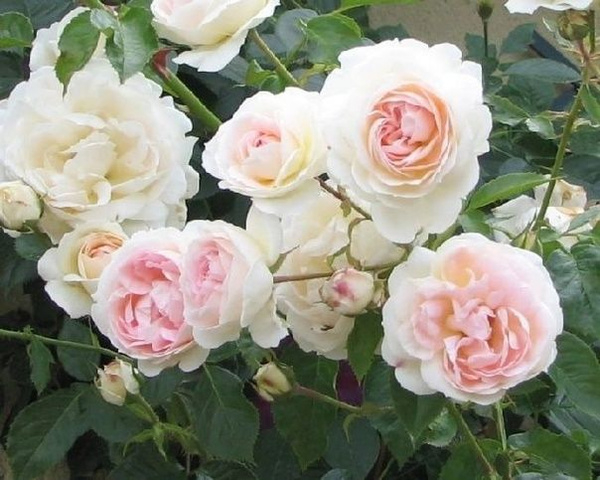 Роза Мон Жарден э Ма Мезон