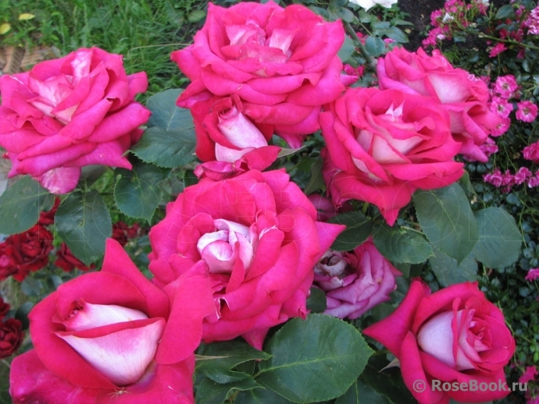 Роза Моника Беллуччи 2