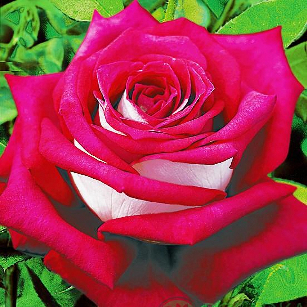 Роза Моника Беллуччи 3