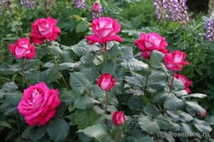 Роза Моника Беллуччи