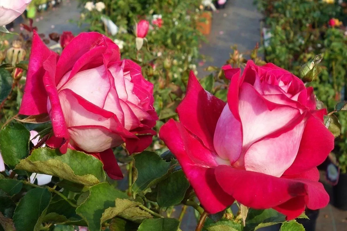 Роза Моника Беллуччи 4