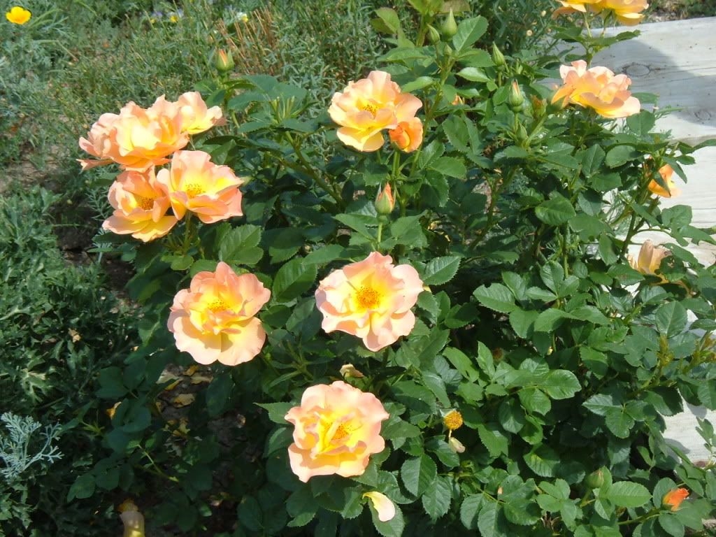 Роза Морден Санрайз 5