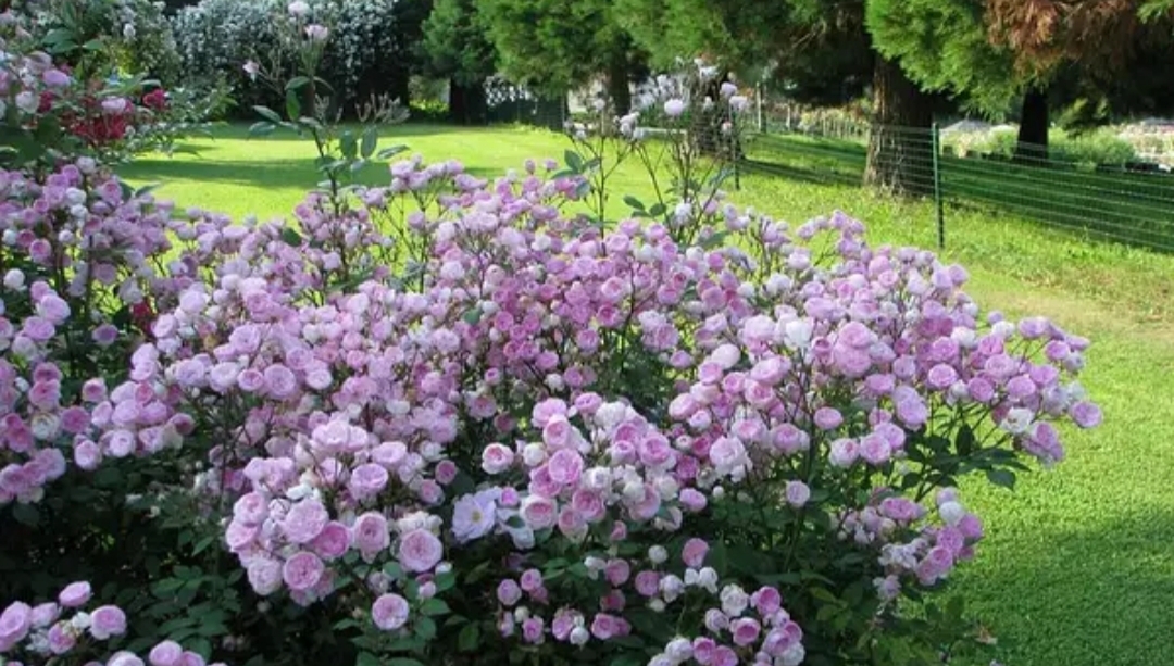 Роза Моцарт Леди 2