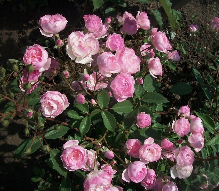 Роза Моцарт Леди 3