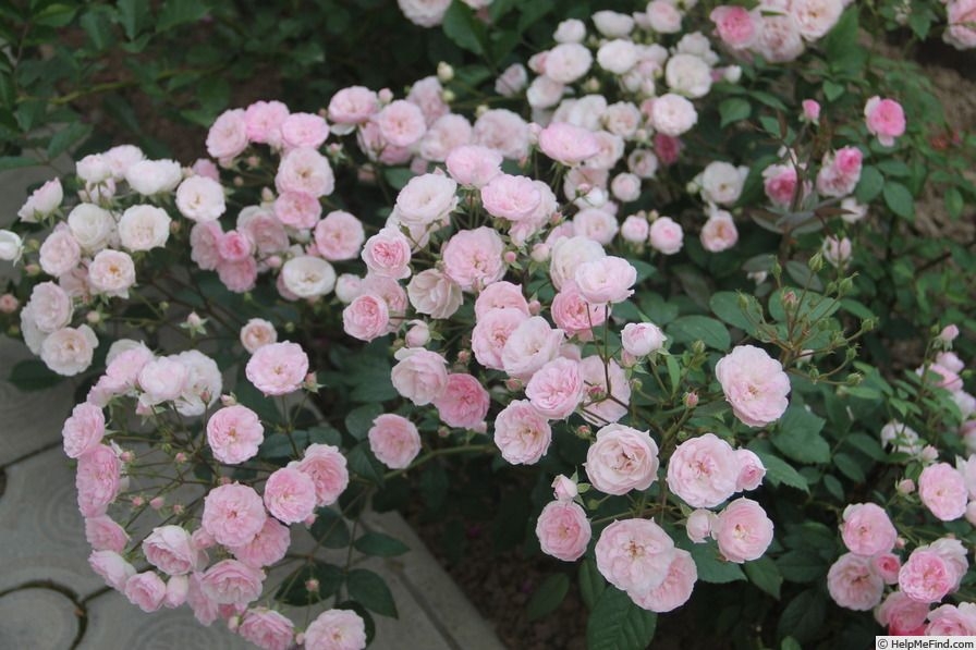 Роза Моцарт Леди 5