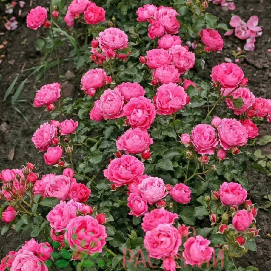 Роза Мойн Мойн 3