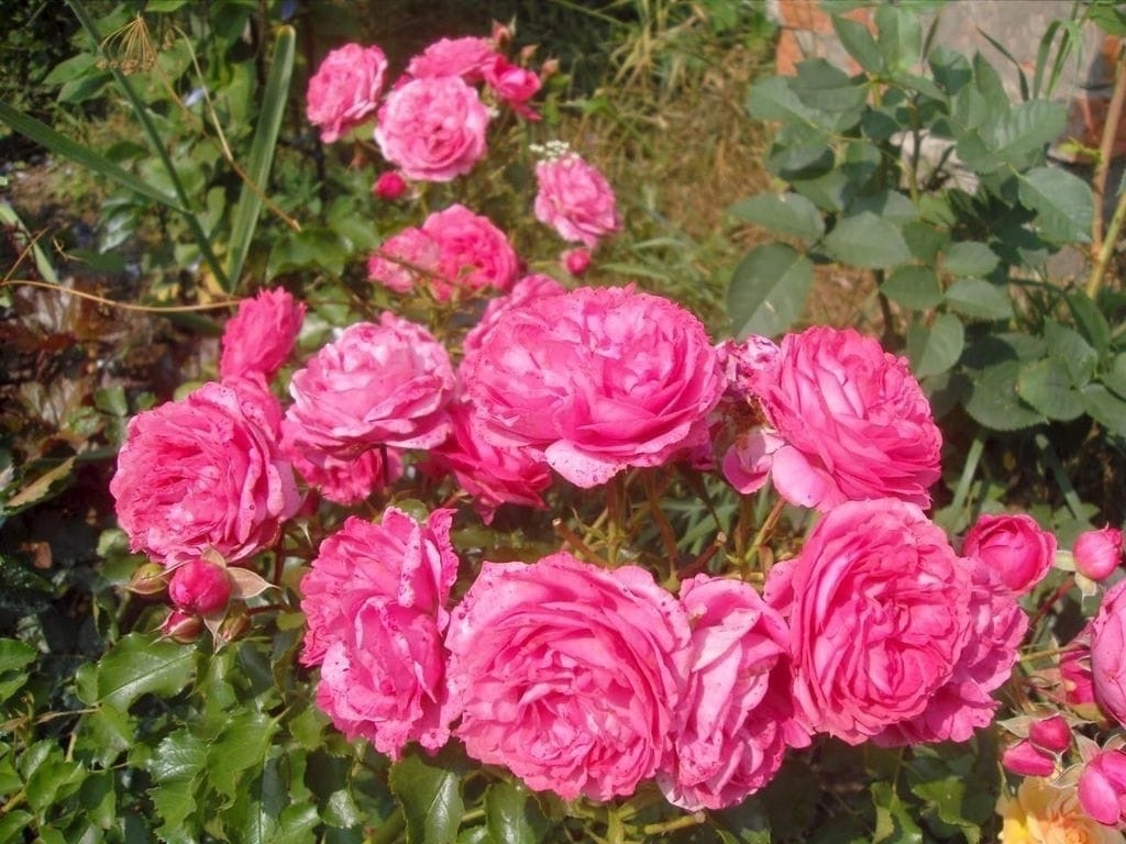 Роза Мойн Мойн 4