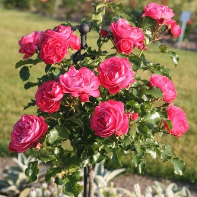 Роза Мойн Мойн 5