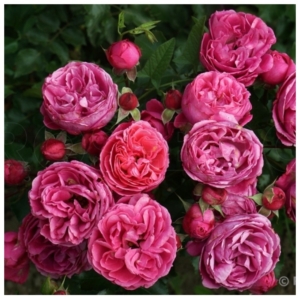 Роза Мойн Мойн