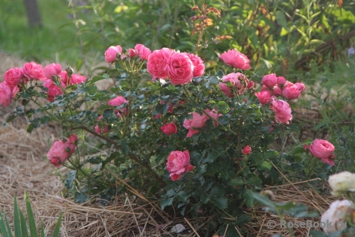 Роза Мойн Мойн 6