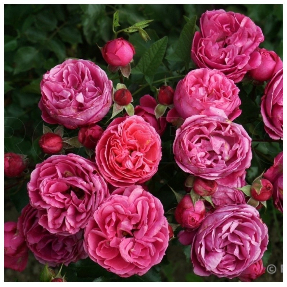 Роза Мойн Мойн