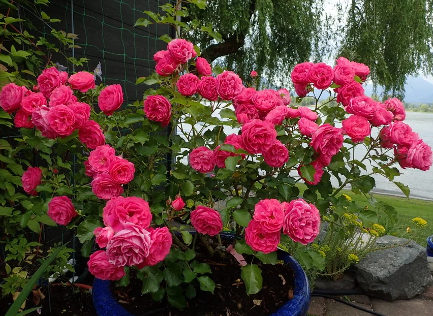 Роза Мойн Мойн 2