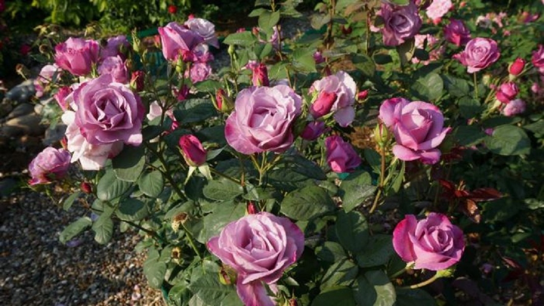 Роза Муди Блюз 2