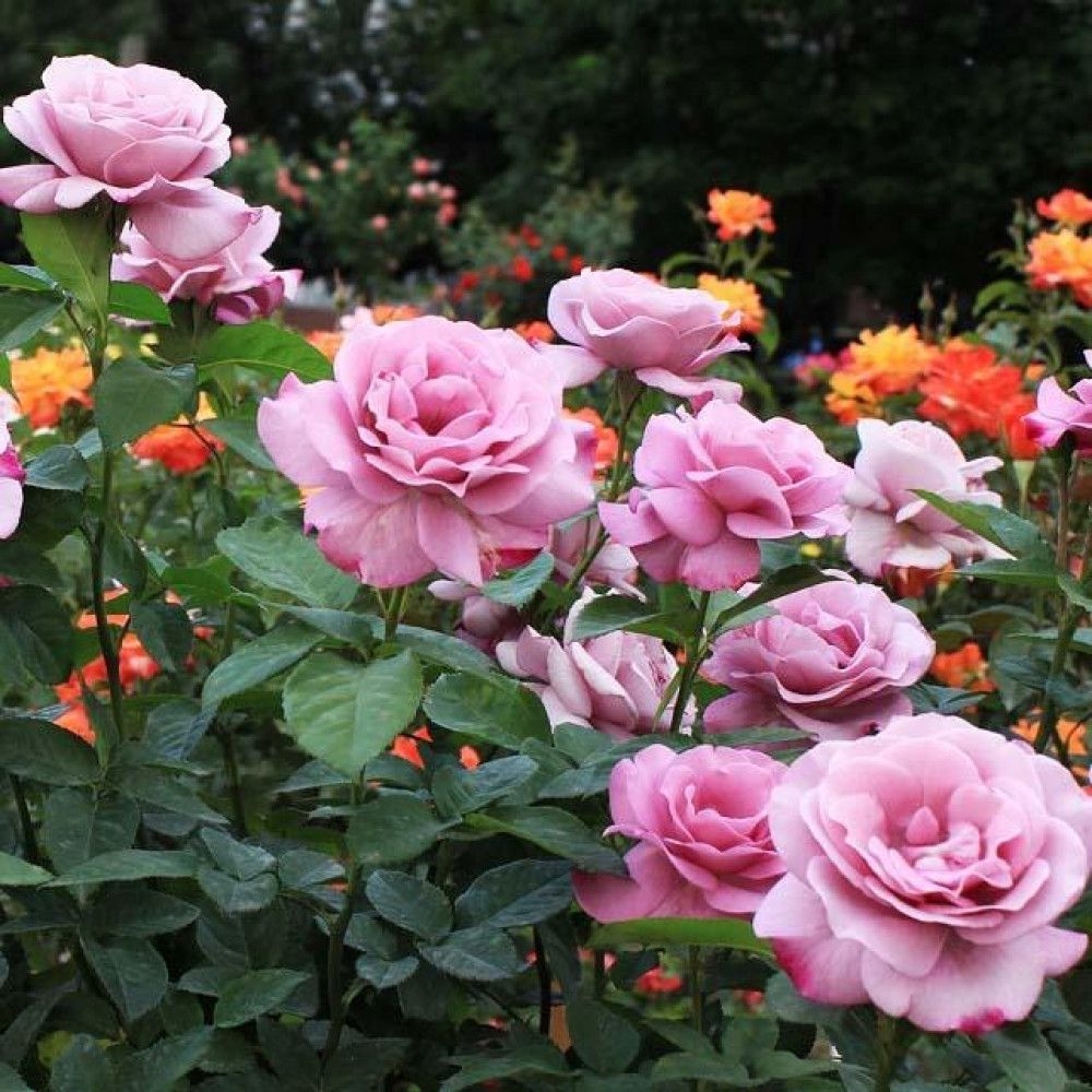 Роза Муди Блюз 3