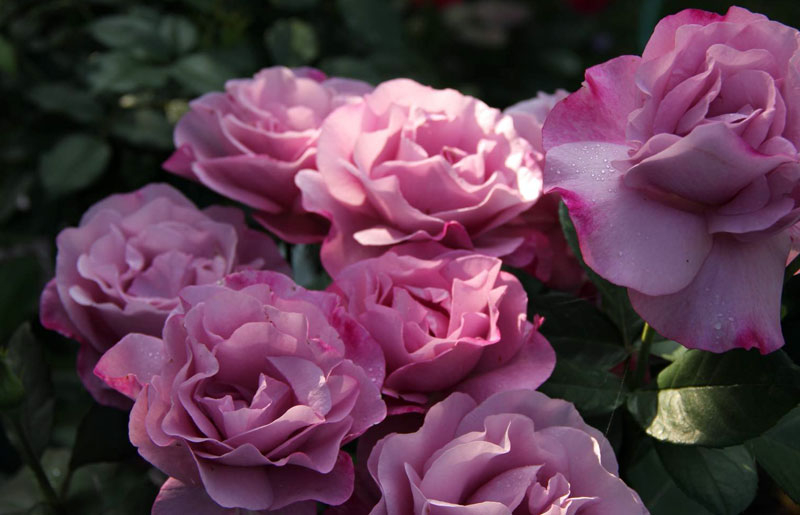 Роза Муди Блюз 4