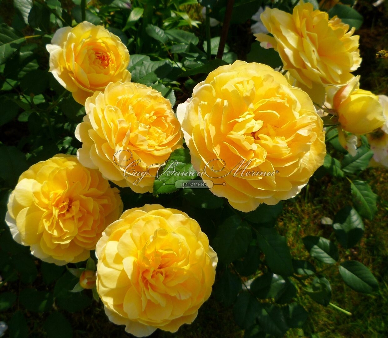 Роза Мулинекс 3