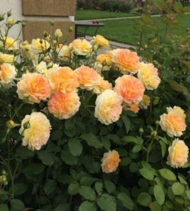 Роза Мулинекс