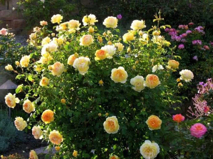 Роза Мулинекс 5