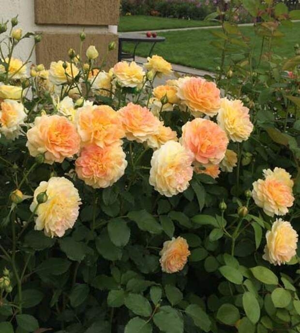 Роза Мулинекс