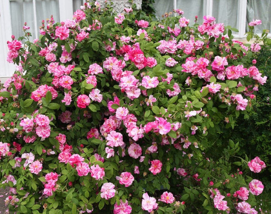 Роза Мунди 2