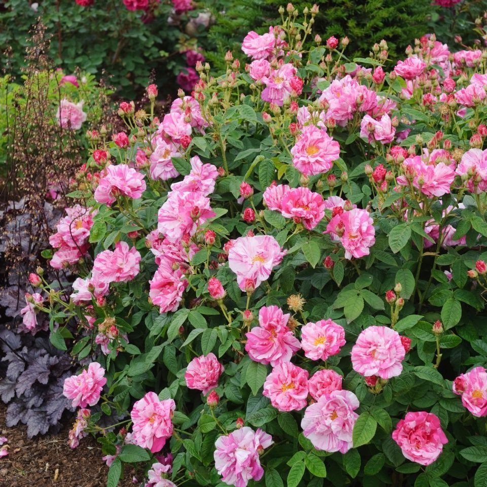 Роза Мунди 3