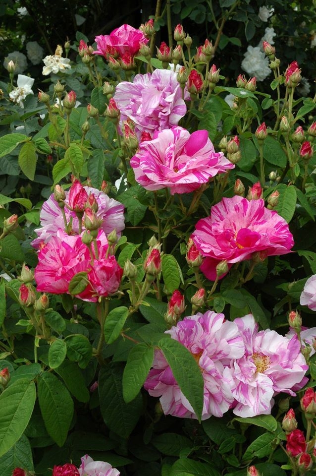 Роза Мунди 4