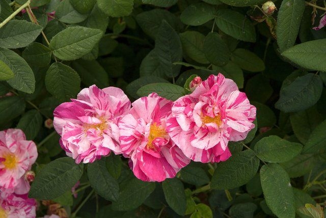 Роза Мунди 5