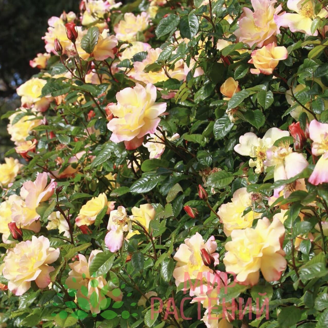 Роза Мунлайт 3