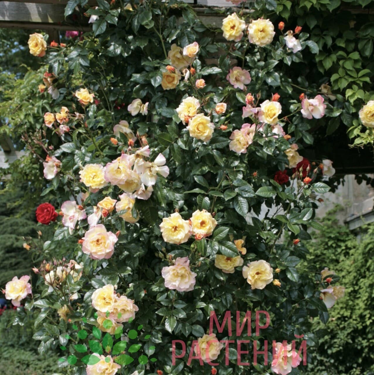 Роза Мунлайт 4