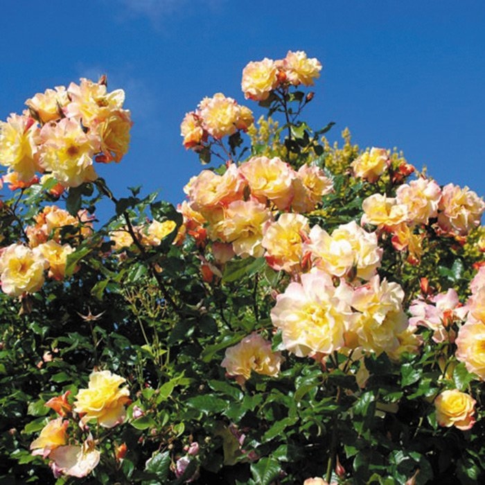 Роза Мунлайт 5