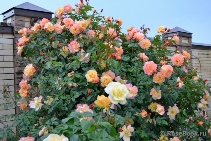 Роза Мунлайт