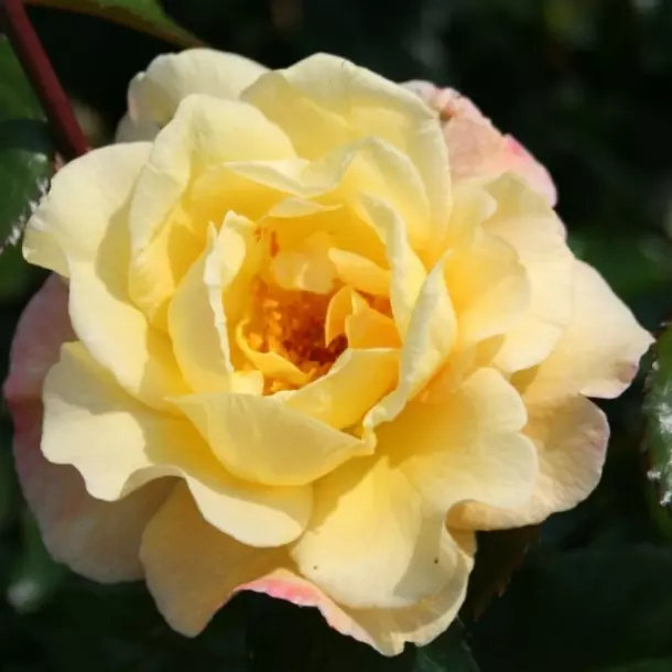 Роза Мунлайт 2