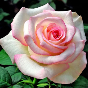 Роза Мунстоун