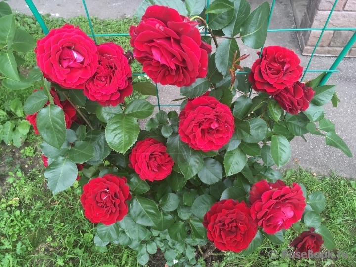 Роза Мушимара 2