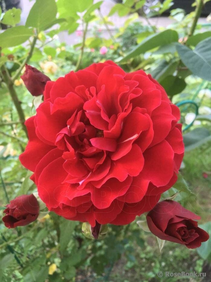 Роза Мушимара 3