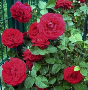 Роза Мушимара