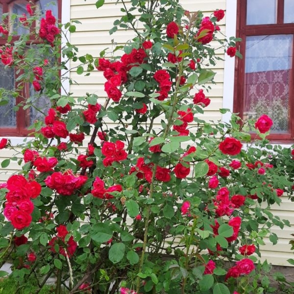 Роза Мушимара 4