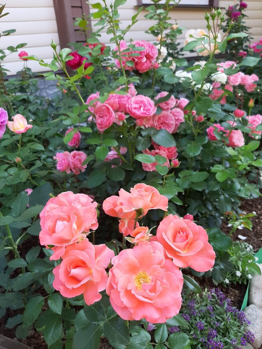 Роза Мюнхен Киндл 3